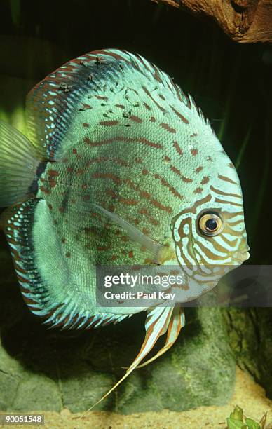 turquoise discus: symphysodon aequifasciata heraldii,  portrait of whole fish - symphysodon stock pictures, royalty-free photos & images