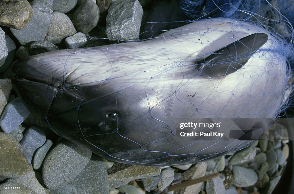 Common Or Harbour Porpoise Phocoena Phocoena Killed By Ghost Fishing In