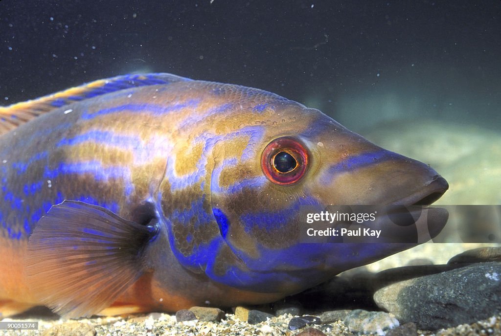 Cuckoo wrasse labrus mixtus north wales u.k.