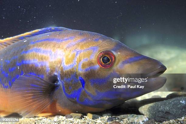 cuckoo wrasse labrus mixtus north wales u.k. - cuckoo wrasse stock pictures, royalty-free photos & images