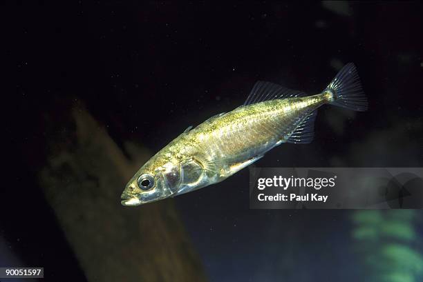 three-spined stickleback gasterosmus aculeatus north wales, uk - stickleback fish stock pictures, royalty-free photos & images