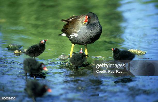 moorhen gallinula chloropus with chicks - moorhen chick stock pictures, royalty-free photos & images