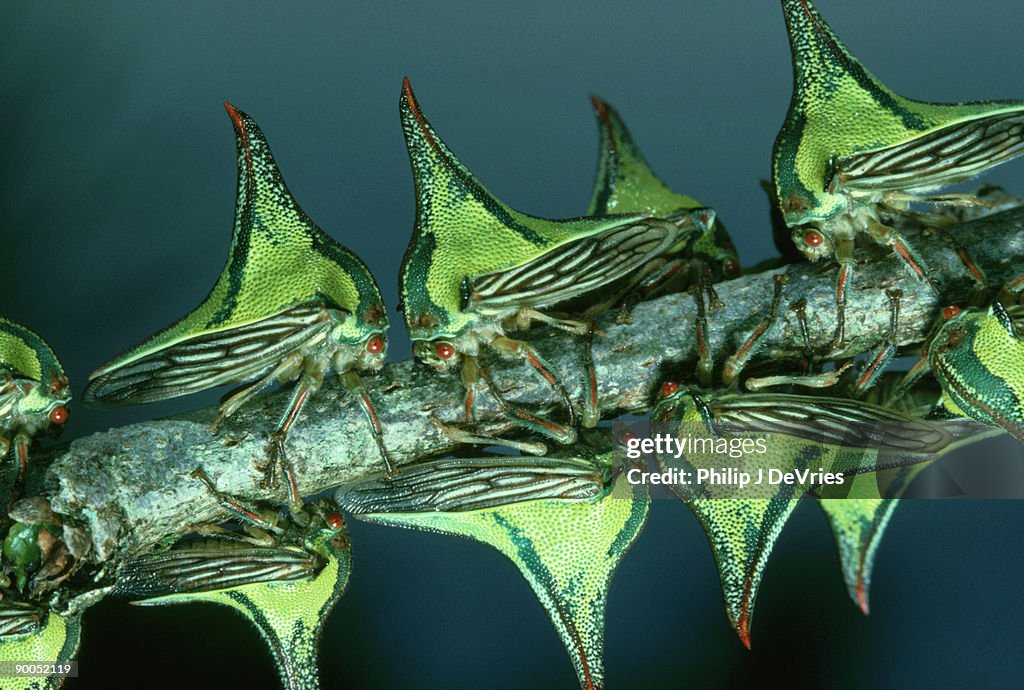 Spine bugs: umbricoinis sp costa rica