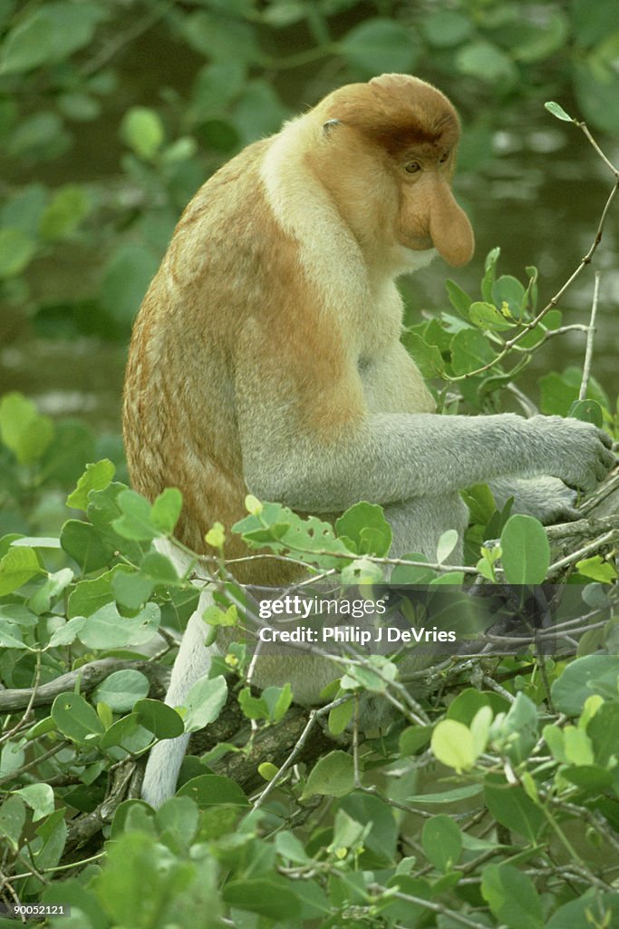 Proboscis monkey: nasalis larvatus brunei, borneo