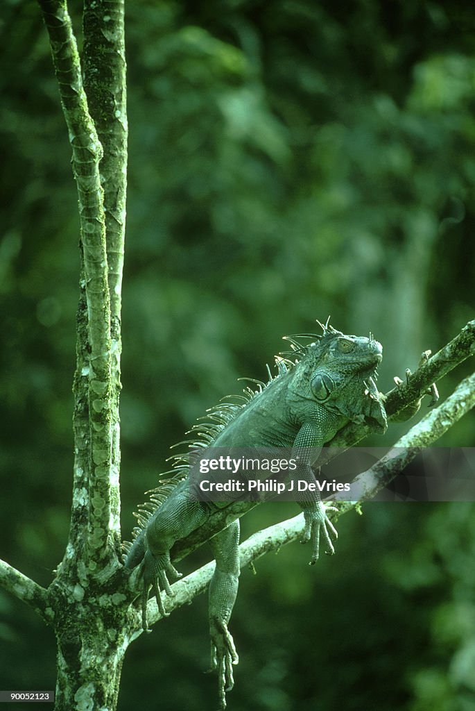Iguana: iguana iguana male basking costa rica