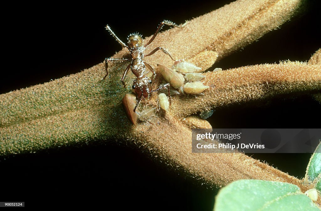 Ectatomma tuberculatum: tending membracid bugs jatum sacha, ecuador