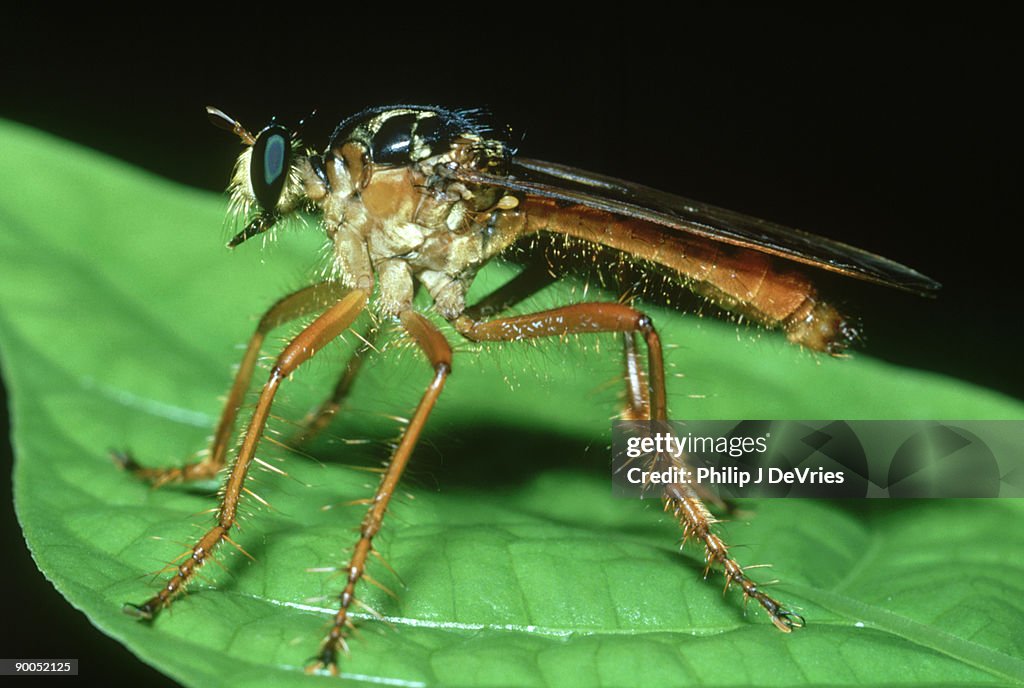 Robber fly: bci, panama