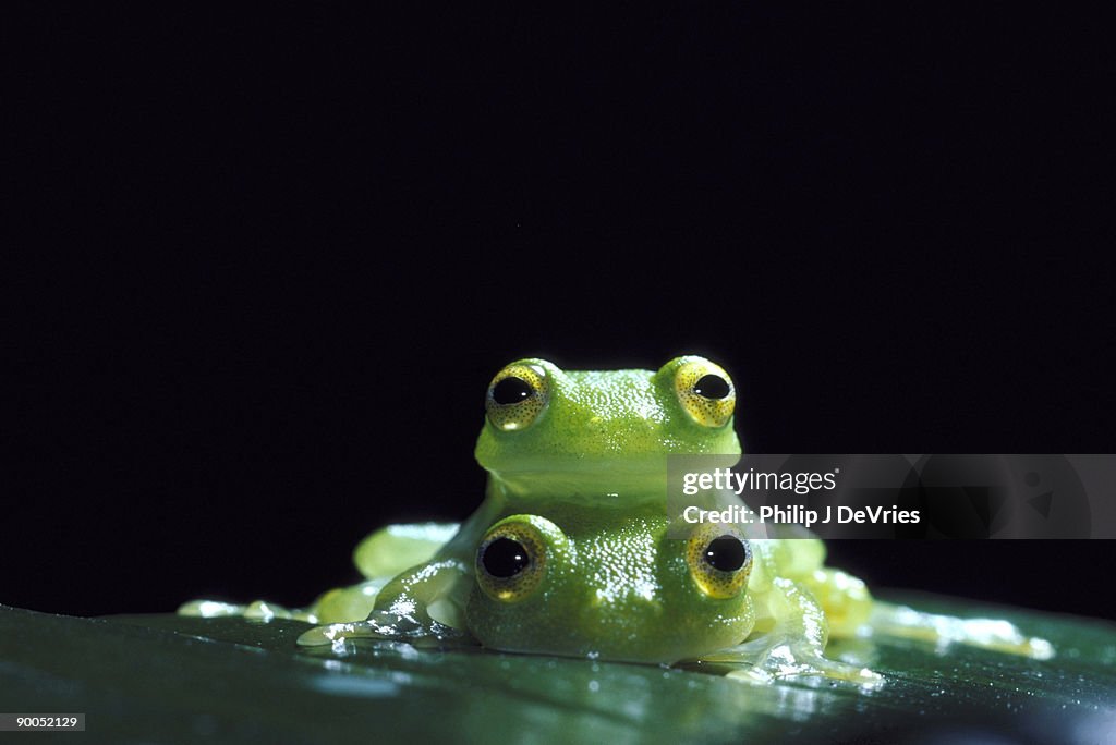 Glass frogs centrolenella sp. mating b.c.i. panama