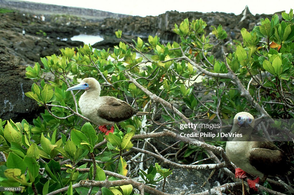 Red footed boobies