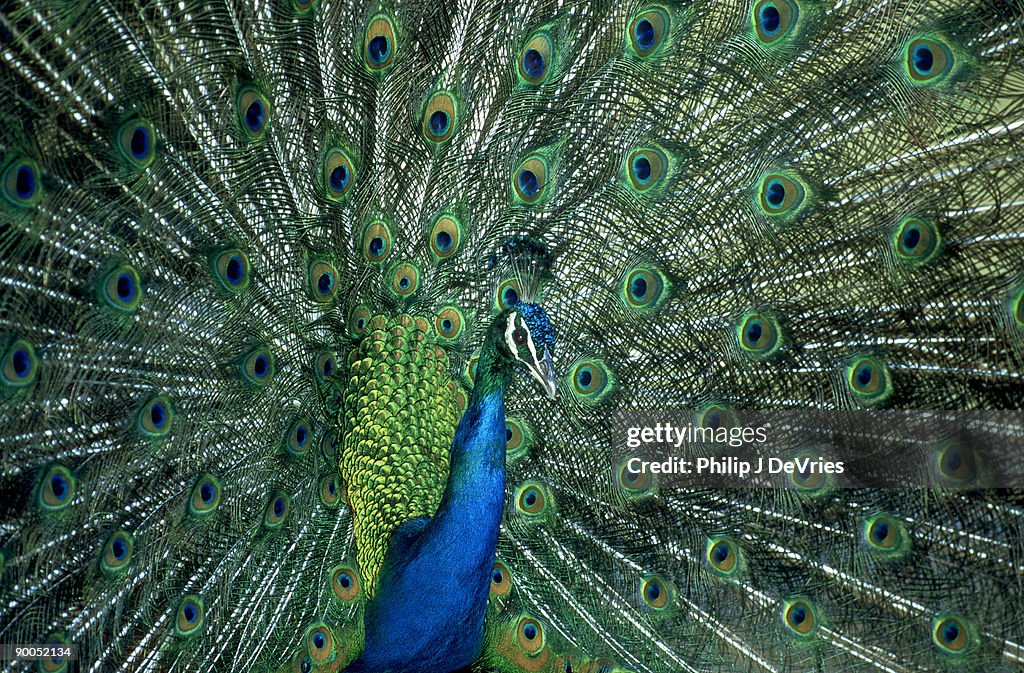 Peacock pavo cristatus male display