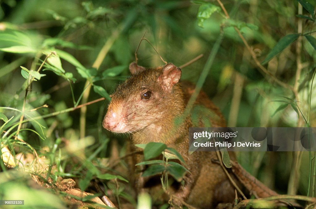 Agouti dasyprocta punctata bci, panama