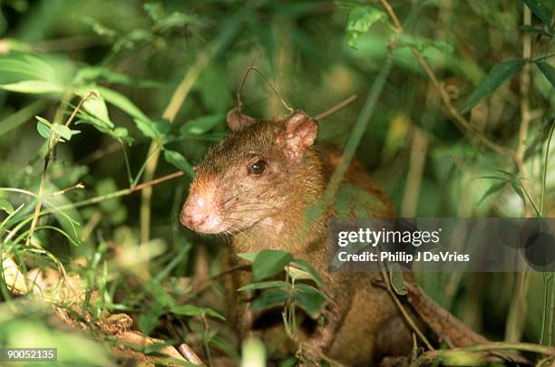 agouti dasyprocta punctata bci, panama - agouti animal stock pictures, royalty-free photos & images