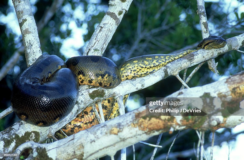 Anaconda eunectes murinus on branch napo, ecuador