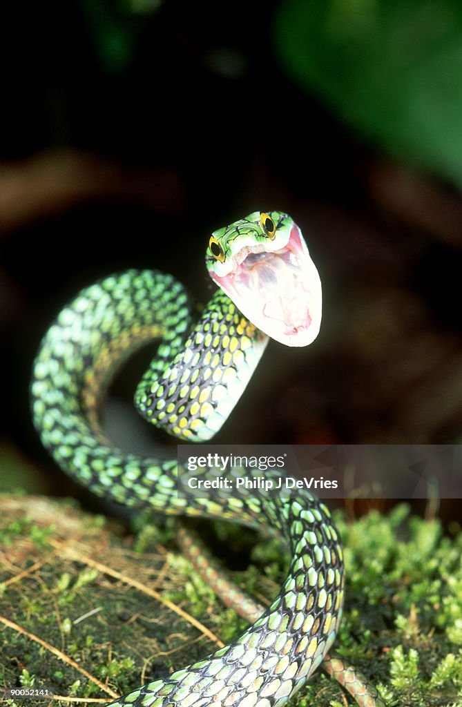 Parrot snake leptophis ahaetulla threat display napo, ecuador
