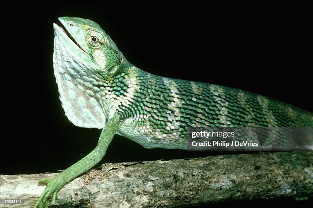 Polychrus guttarosus, display, barro colorado island, panama
