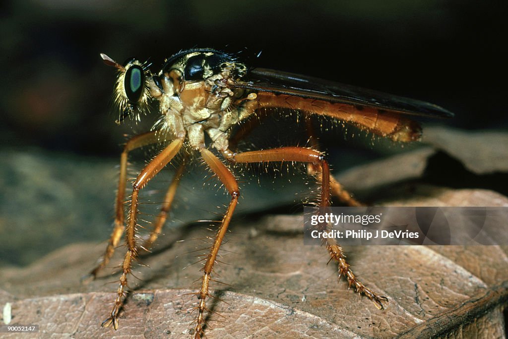 Robber fly, smerynglaphira numitor, barro colorado island, panama