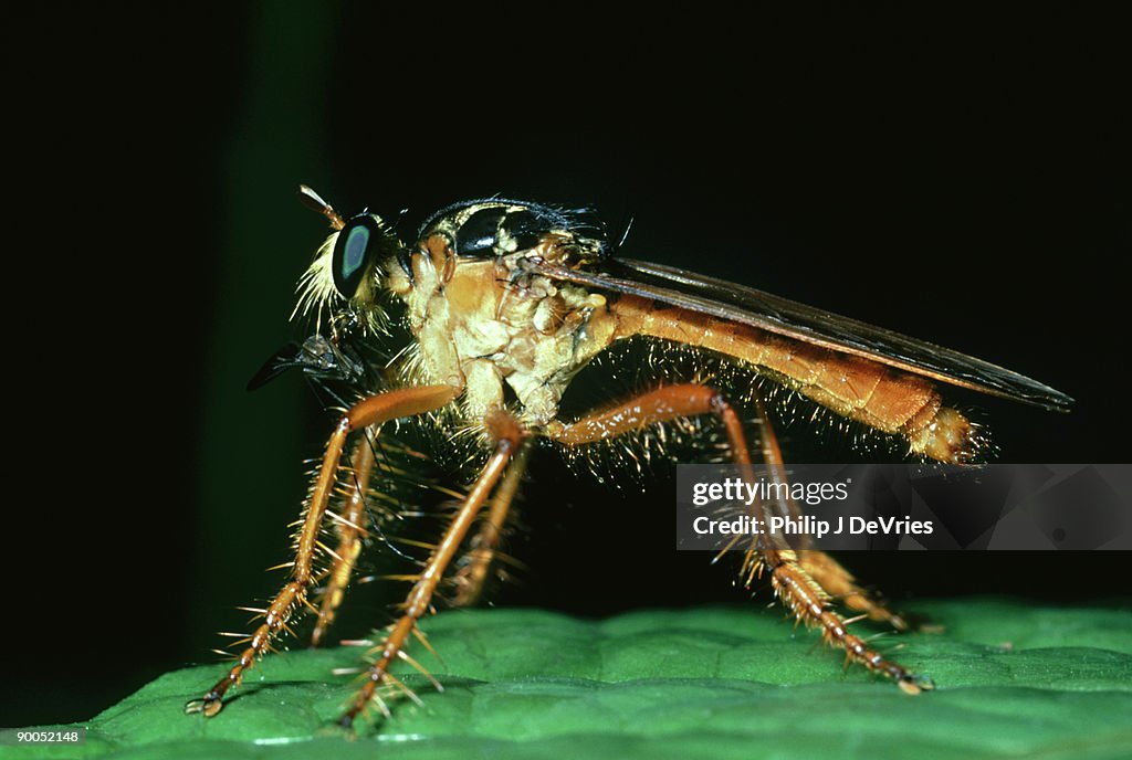 Robberfly, smerynglaphira numitor, with prey, bci, panama