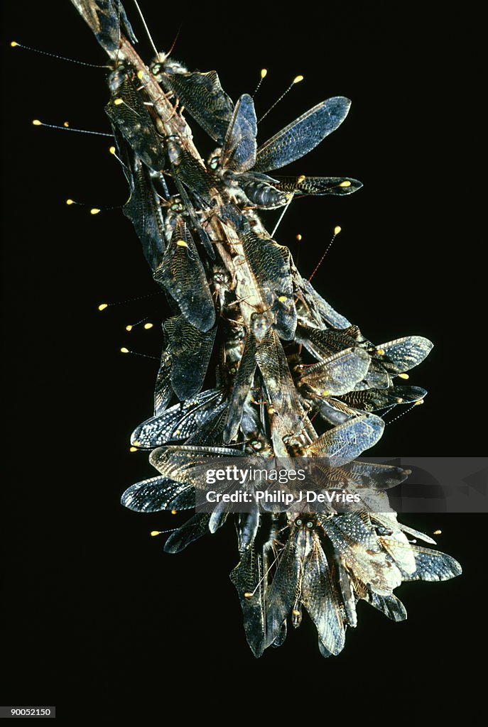 Owlfly, uluodes sp, gregarious roosting before mass dispersal, panama