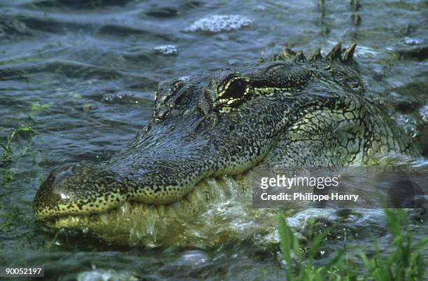 alligator, alligator mississippiensis, head in water, brazos bend state park, texas - alligator mississippiensis stock pictures, royalty-free photos & images