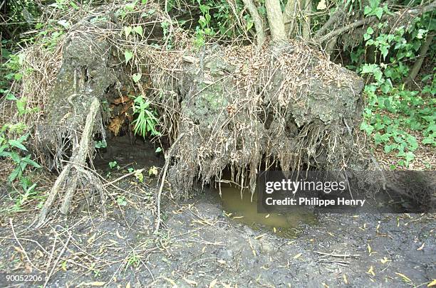 alligator, alligator mississippiensis, ideal habitat for alligator, brazos bend state park, texas - alligator nest stock-fotos und bilder