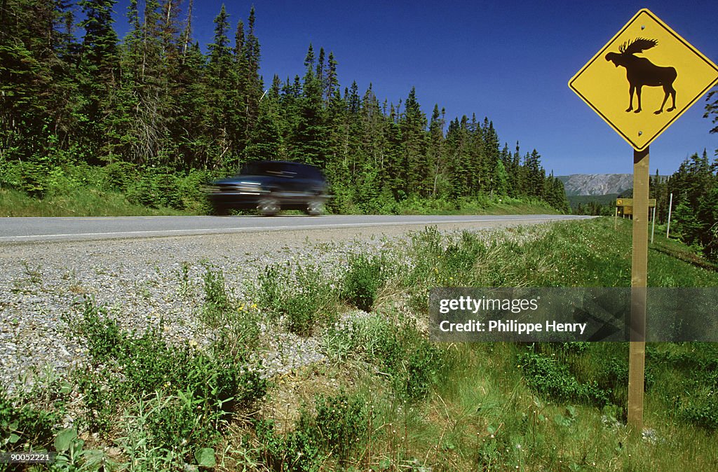 Moose road sign, Newfoundland, Canada