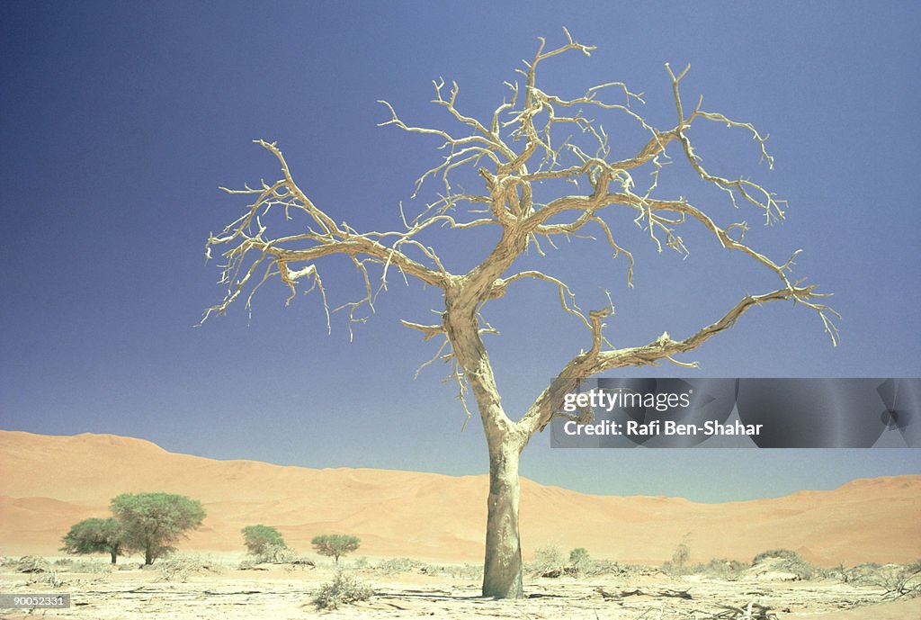 Dead tree: namib desert  south west africa