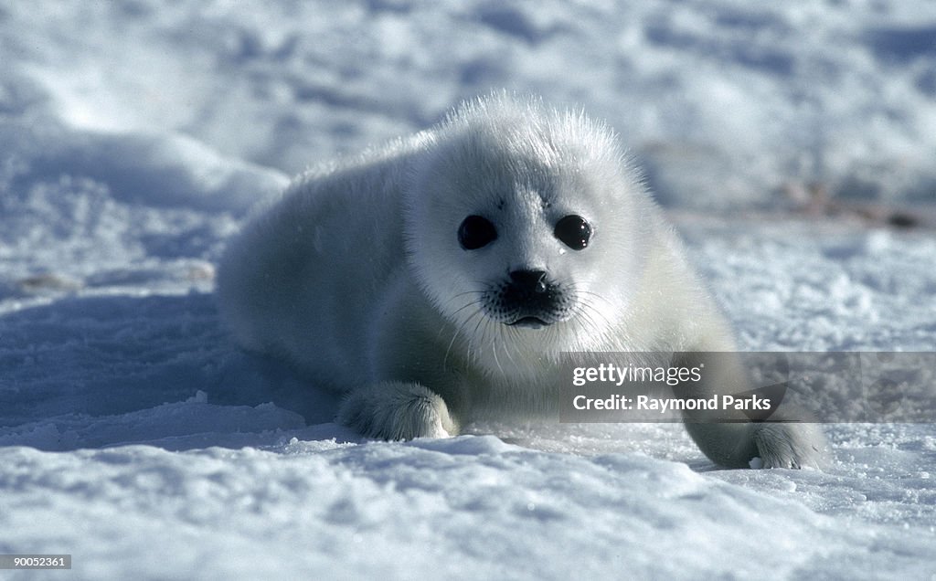 Harp seal phoca groenlandica pup newfoundland sea ice, canada