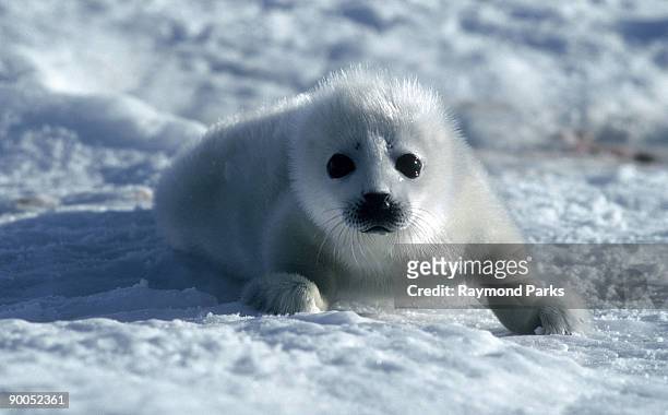 harp seal phoca groenlandica pup newfoundland sea ice, canada - harp seal stock pictures, royalty-free photos & images