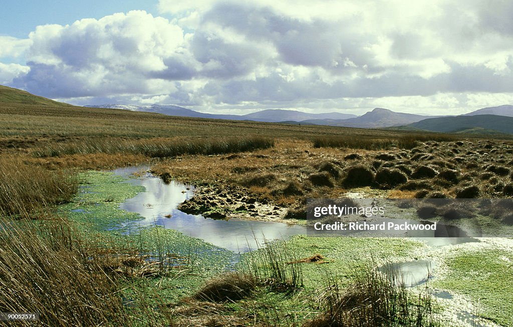 Wales u.k.: upland bog on arenig fawr snowdonia national park