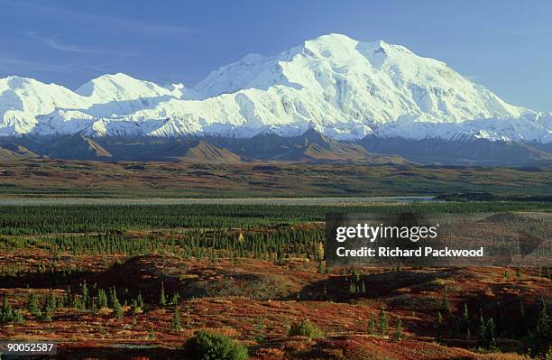 view of mt.mckinley 6194m: from wonder lake area  denali nat ional park  alaska, u.s.a. - wonder lake stock pictures, royalty-free photos & images