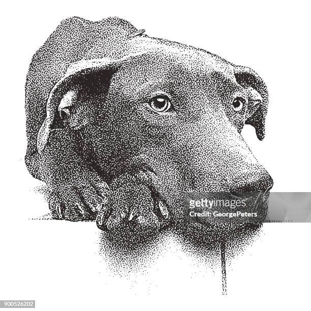 stockillustraties, clipart, cartoons en iconen met mezzotint illustratie van een slaperig chocolade labrador retriever pit bull gemengd rashond. - mixed breed dog