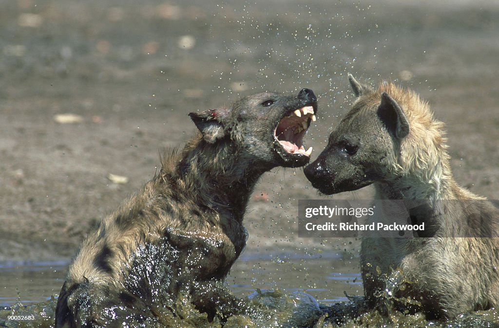 Spotted hyena: crocuta crocuta  fighting in water. savuti.chobe np, botswana