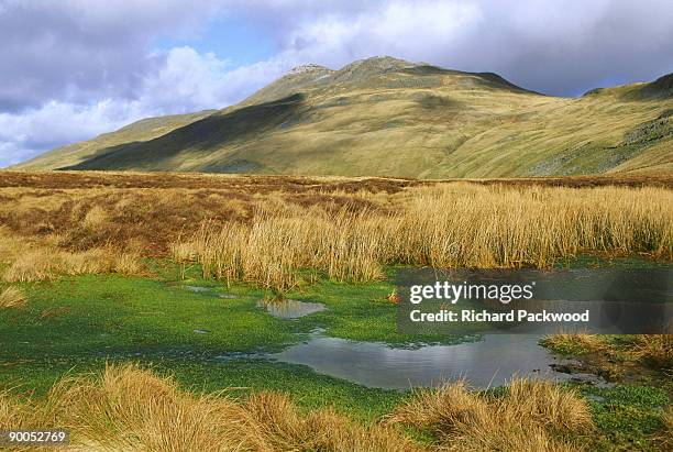 wales upland bog on arenig fawr snowdonia national park - arenig fawr stock pictures, royalty-free photos & images