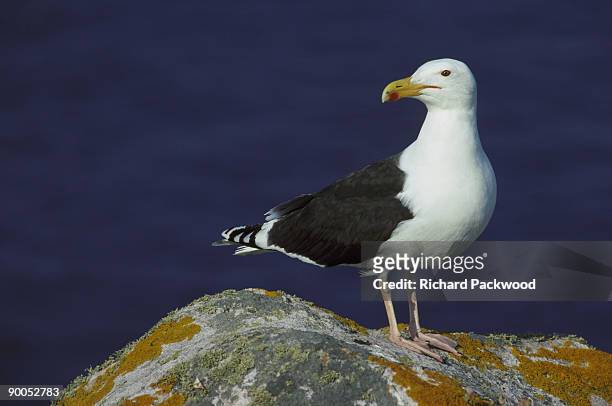 great black-backed gull - great black backed gull stock-fotos und bilder