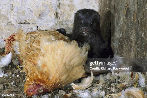 american mink mustela vision returning to feed on dead hens. mid-wales garden - american mink fotografías e imágenes de stock