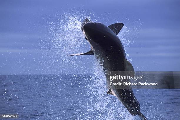 great white shark - animals breaching stockfoto's en -beelden