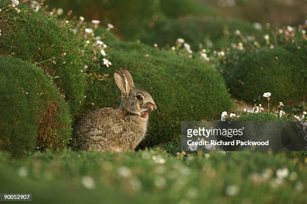 rabbit oryctolagus cuniculus yawning at burrow entrance skomer island, wales, uk - rabbit burrow stock pictures, royalty-free photos & images