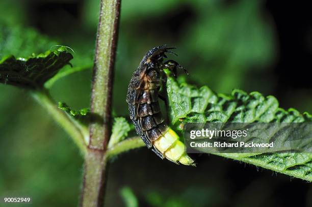 glow-worm lampyris noctiluca female glowing at night skomer island reserve, uk - lampyris noctiluca stock pictures, royalty-free photos & images