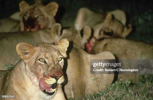 lions: panthera leo feeding on waterbuck londolozi, e. tra nsvaal - londolozi private game reserve stockfoto's en -beelden