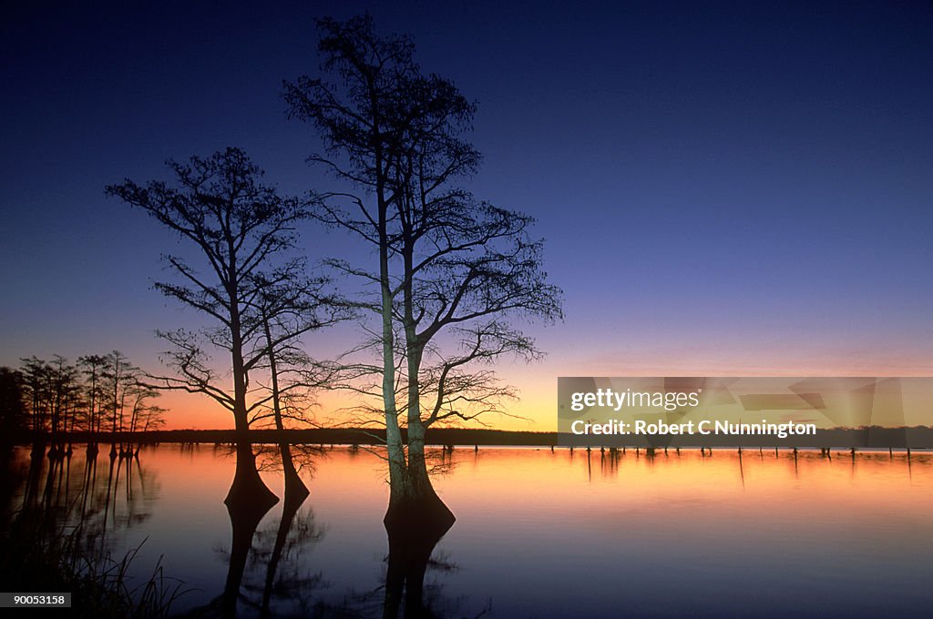 Sunrise and bald cypress trees: taxodium distichum reelfoot lake, tennessee