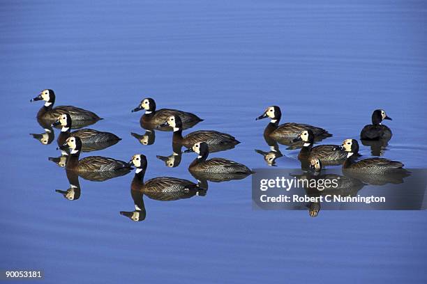 white faced ducks - white faced whistling duck stock pictures, royalty-free photos & images