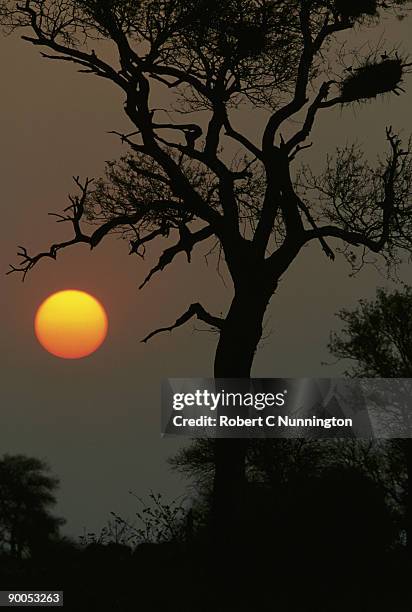 bushveld sunset, open area, kruger park, south africa - bosveld van zuidelijk afrika stockfoto's en -beelden