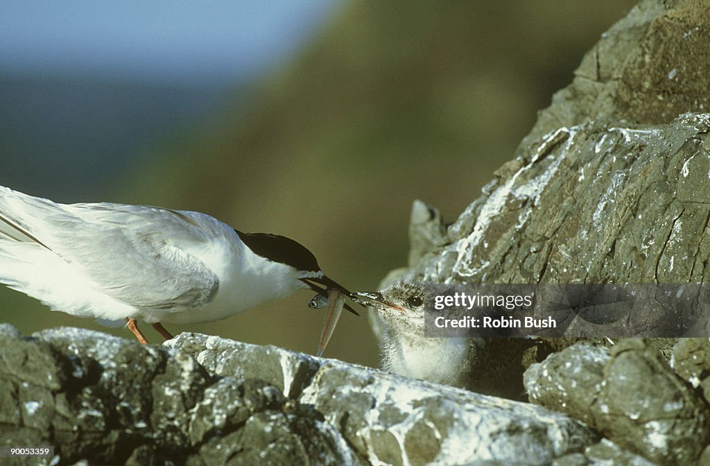 White-fronted tern: sterna striata adult presenting fish to young. new zealand