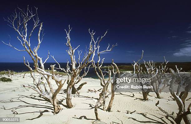 mobile dune system above ohira bay. strong winds & shifting sand has suffocated trees. chatham is, n.zealand: - chatham islands new zealand stock pictures, royalty-free photos & images