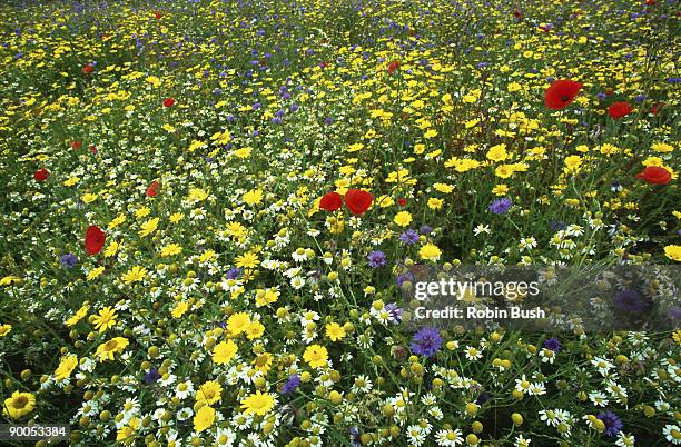 arable weeds: corn marigold, cornflower, poppy, mayweed buc ks. - corn marigold stock pictures, royalty-free photos & images