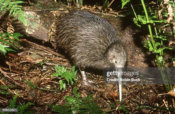 north island kiwi: apteryx australis using beak to probe for worms endemic: new zealand - kiwivogel stock-fotos und bilder