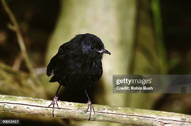 Black Robin Rocking 24,966 Robin Black Stock Photos, High-Res Pictures, and Images - Getty ...