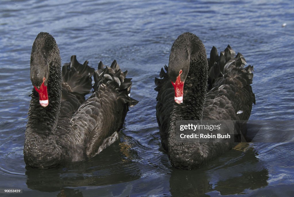 Black swans cygnus atratus