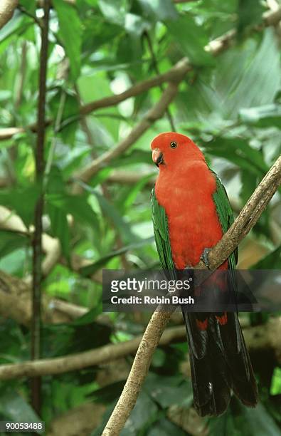 king parrot, alisterus scapularis, male, eastern australia - king parrot stock pictures, royalty-free photos & images