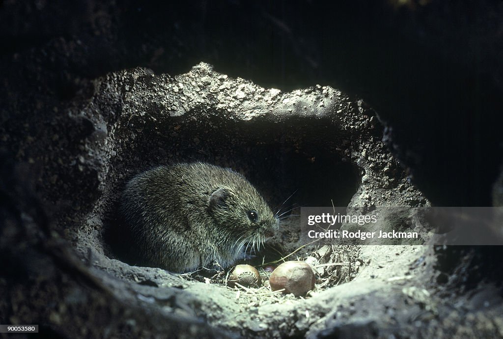 Bank vole: clethrionomys glareolus in underground food cham ber